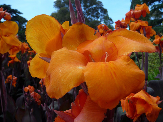 canna lillies.JPG