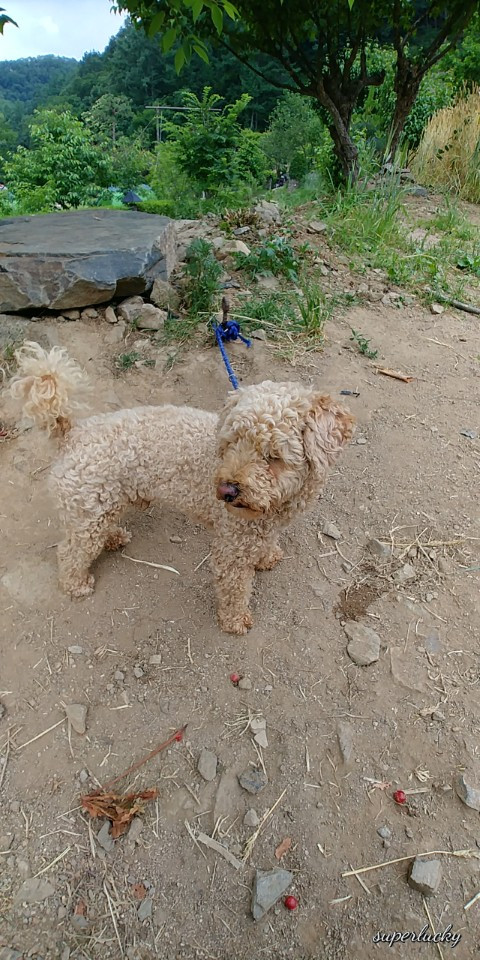 KakaoTalk_20180614_111949310.jpg