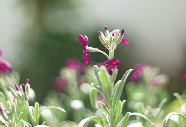 purple flowers bokeh 1.jpg