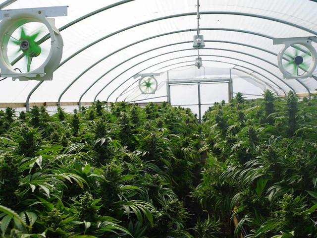 green-house-cannabis-growing.jpg