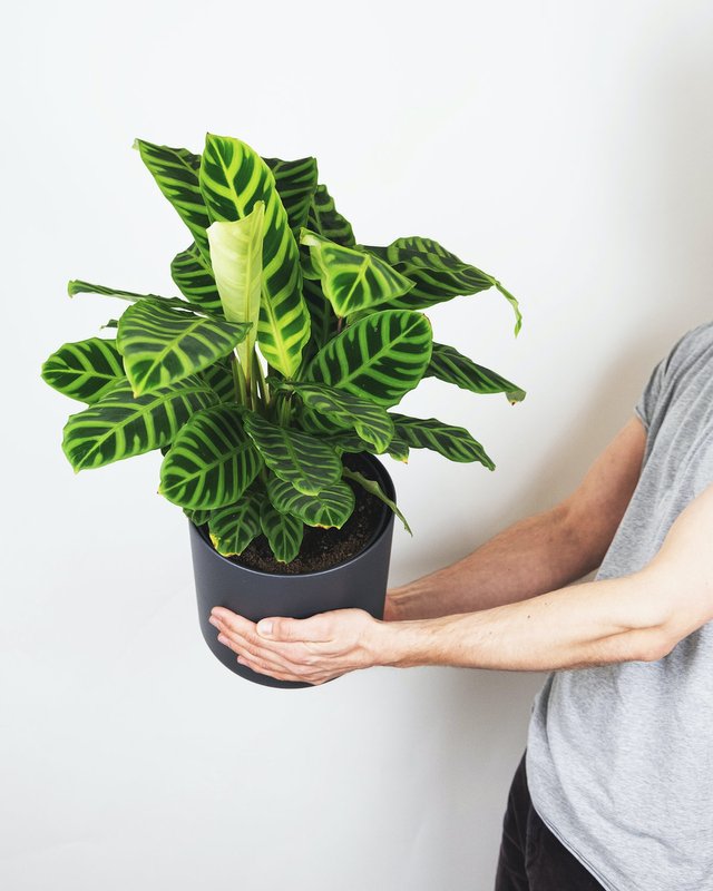 Calathea Zebrina Plantae.jpg