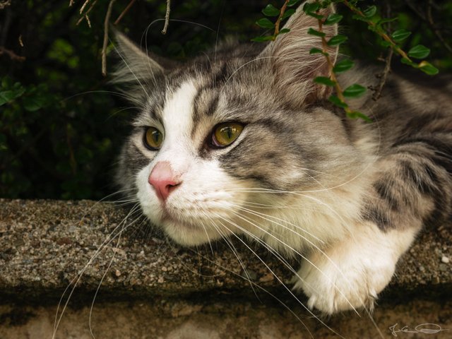 2011-08-Maine-Coon-Whisky-04.jpg