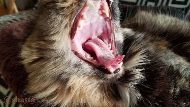 shasta2018april21st47loki6io.jpg