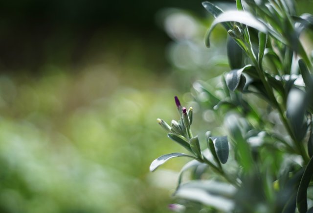 purple flowers bokeh 3.jpg