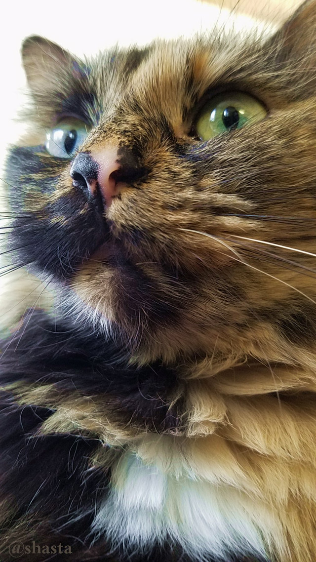 shasta2018april14th47loki7io.jpg
