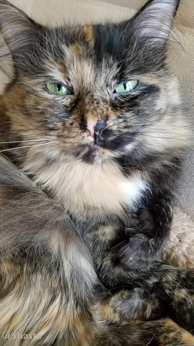 shasta2019march23rd47loki8io.jpg