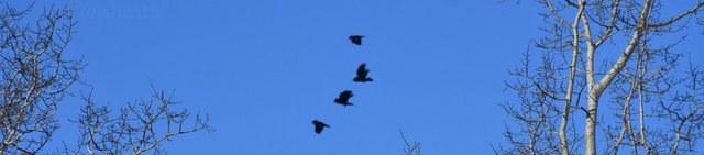 shasta2018dec26th47ravens9io.jpg