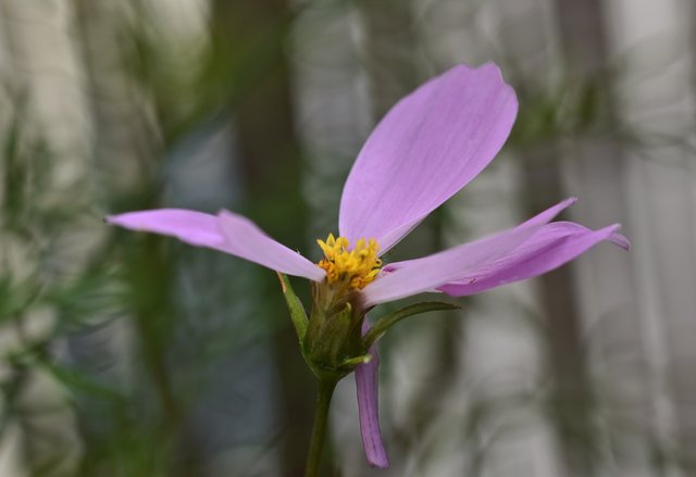 cosmos purple flower 1.jpg
