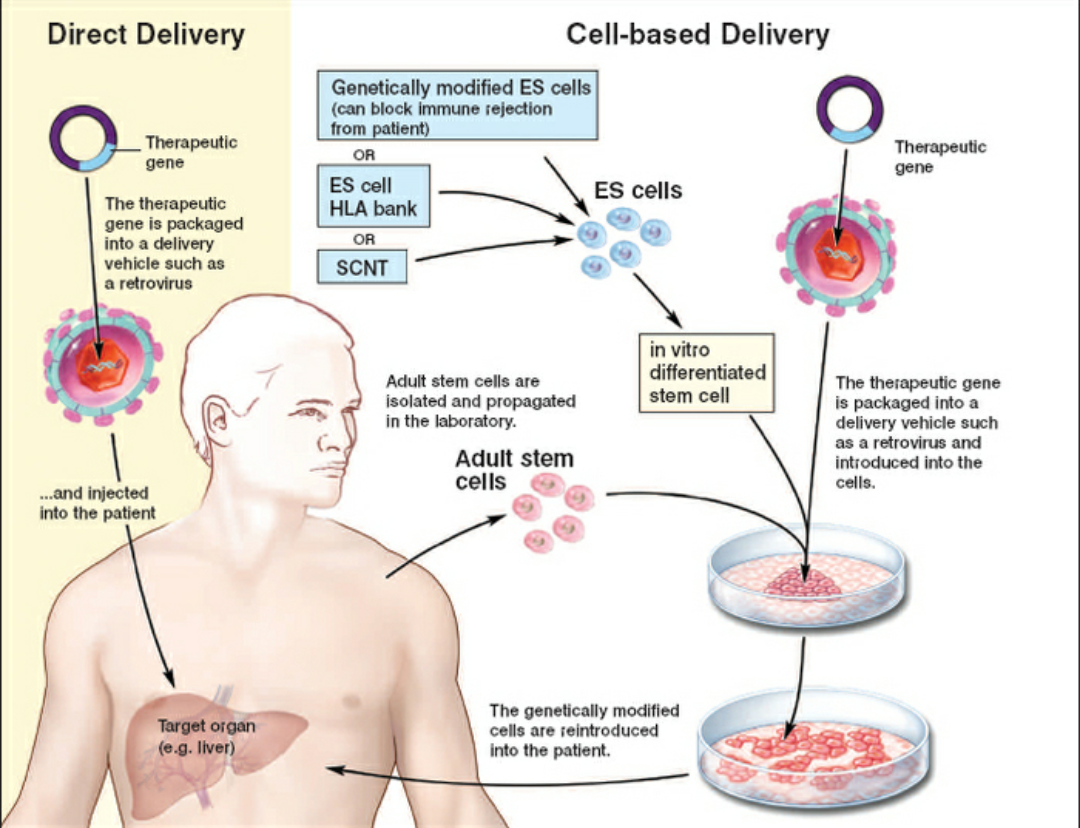 Cell based. Генная терапия in vivo. Терапия стволовыми клетками. Stem Cells стволовые клетки. Генная терапия in situ.