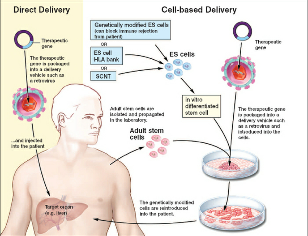 Где лечат болезнь. Генная терапия in vivo. Терапия стволовыми клетками. Stem Cells стволовые клетки. Генная терапия in situ.