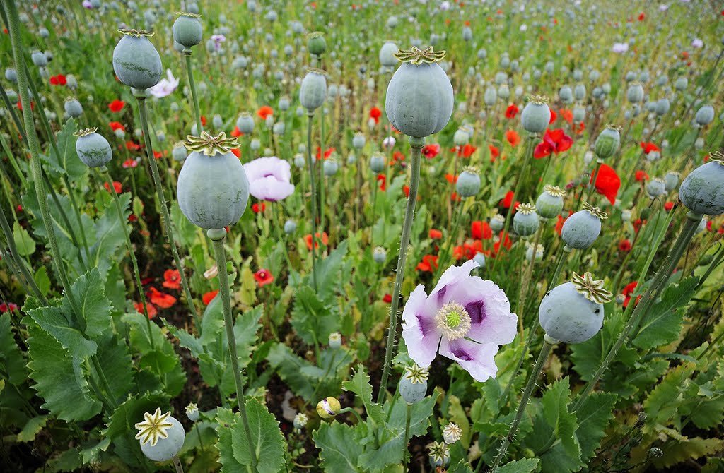 Мак снотворный фото как выглядит. Мак опийный (Papaver somniferum). Семена мака опиумного. Мак снотворный семена. Мак снотворный алкалоиды.