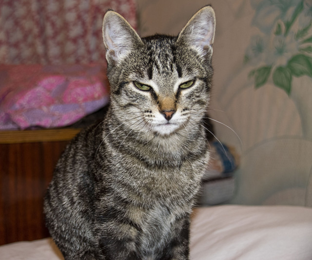 0_20220111 Коты_3.JPG
