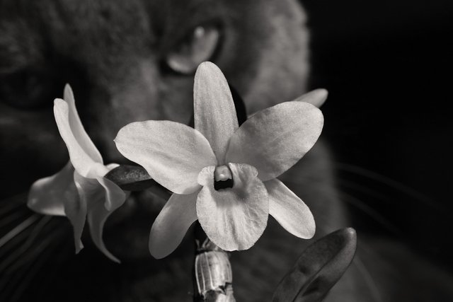 Dendrobium pocket lover suzi bw.jpg