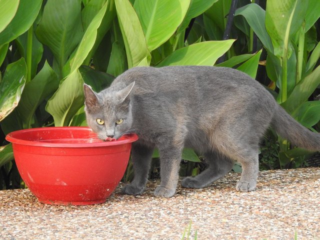 steemit-enternamehere-grey-cat-drinking.jpg