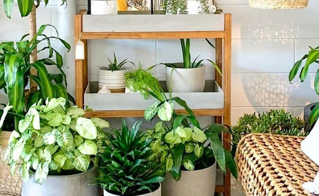 beautiful-ornamental-plants-cover-image.jpg