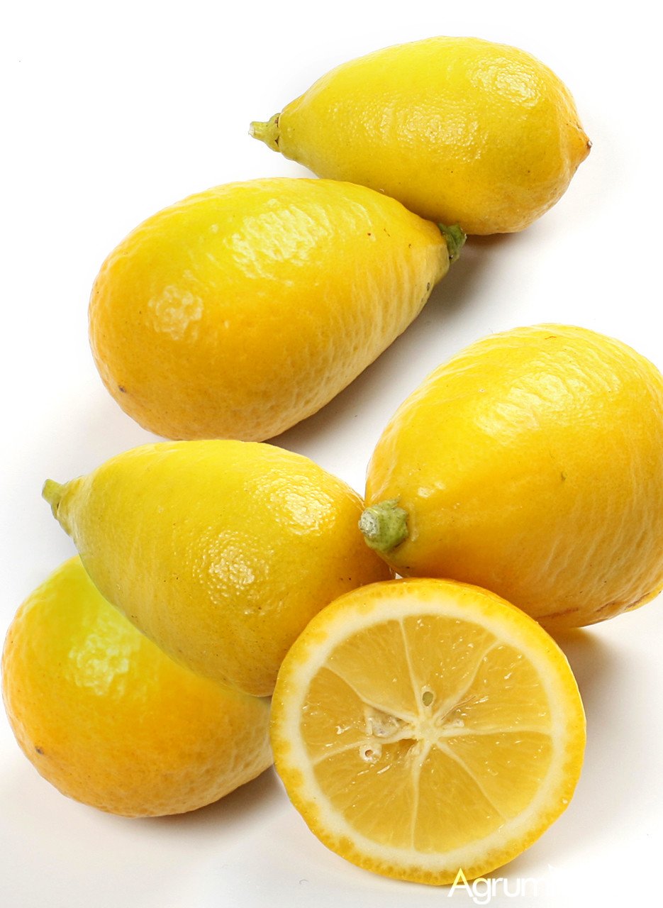 Лимон это гибрид. Лаймкват Таварес. Лимонелла цитрус. Цитрус лимонелла Лаймкват. Лаймкват гибриды цитрусовых.