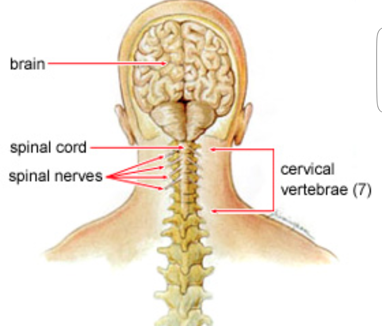 Голова головной мозг шея. Шейные позвонки и спинной мозг. Вертеброгенная шейная миелопатия. Миелопатия шейного отдела позвоночника симптомы. Защемление нервных Корешков в шее.