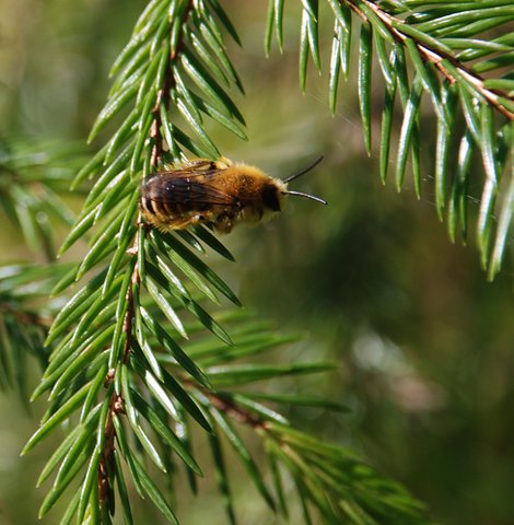 Хвойным пчел. Пчелка на елке. Насекомые на елке. Пчелы на сосне. Пчелы и хвойные.