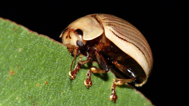Insects Coleoptera Chrysomelidae Paropsisterna intacta BY Tas 2018-02-11 n1.jpg