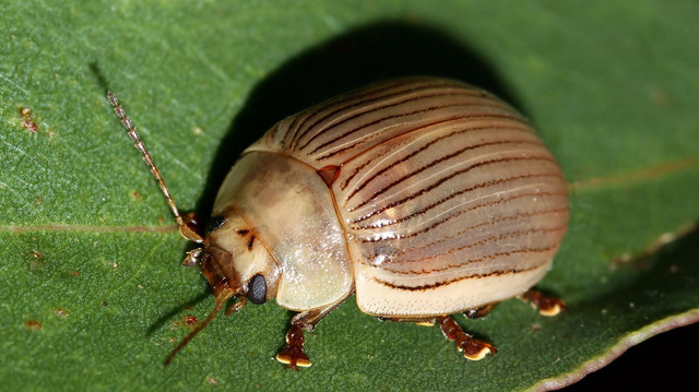 Insects Coleoptera Chrysomelidae Paropsisterna intacta BY Tas 2018-02-11 n2.jpg