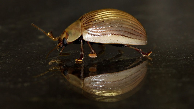 Insects Coleoptera Chrysomelidae Paropsisterna intacta MV BY Tas 2018-02-09.jpg
