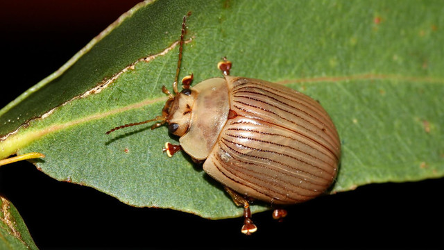 Insects Coleoptera Chrysomelidae Paropsisterna intacta BY Tas 2018-02-11 n3.jpg