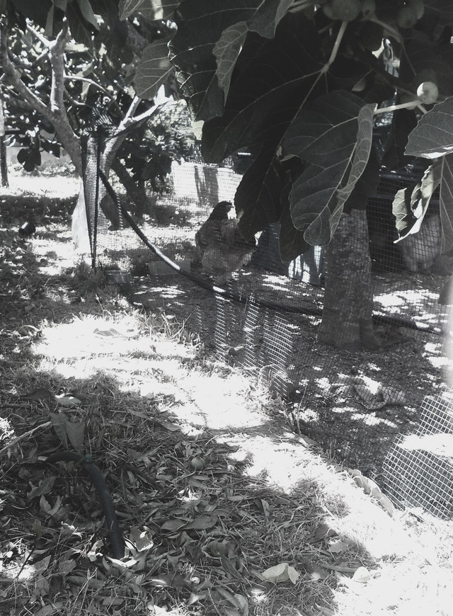 Bird Photography B&W Neighbours Garden And Large Chickens June 9th 2017.jpg