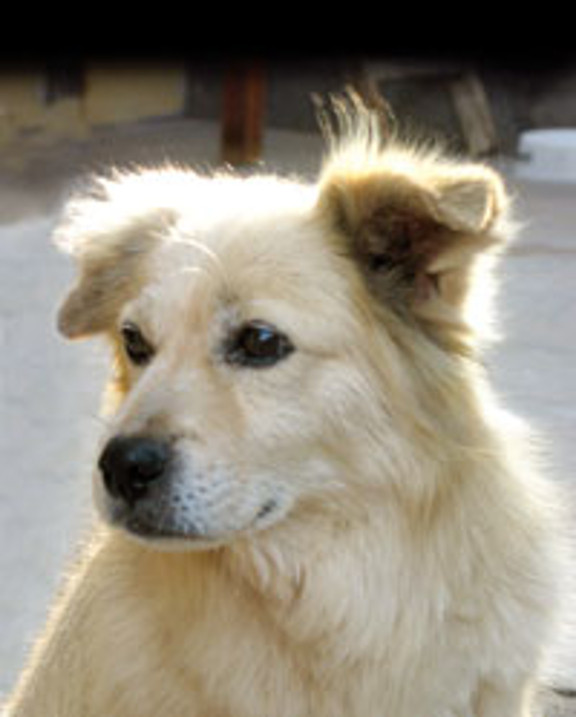 Chiribaya sheep dog Yaymmie 3.0 unported.jpg