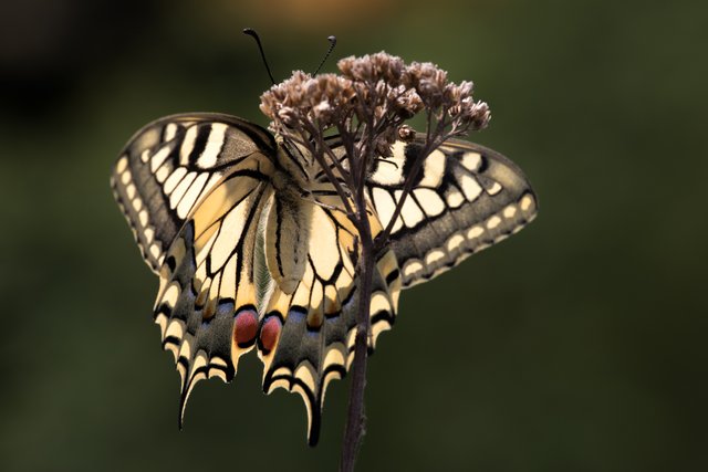 Schwalbenschwanz (Papilio machaon)_CI4A1272-BF.jpg