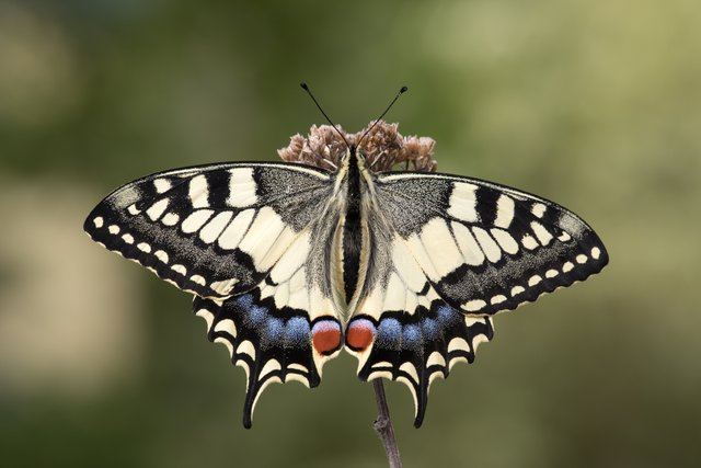 Schwalbenschwanz (Papilio machaon)_CI4A1225-BF.jpg