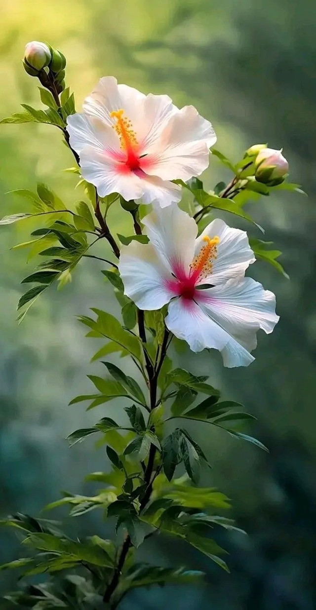 Beautiful Flower Pictures for Profile DP.jpg