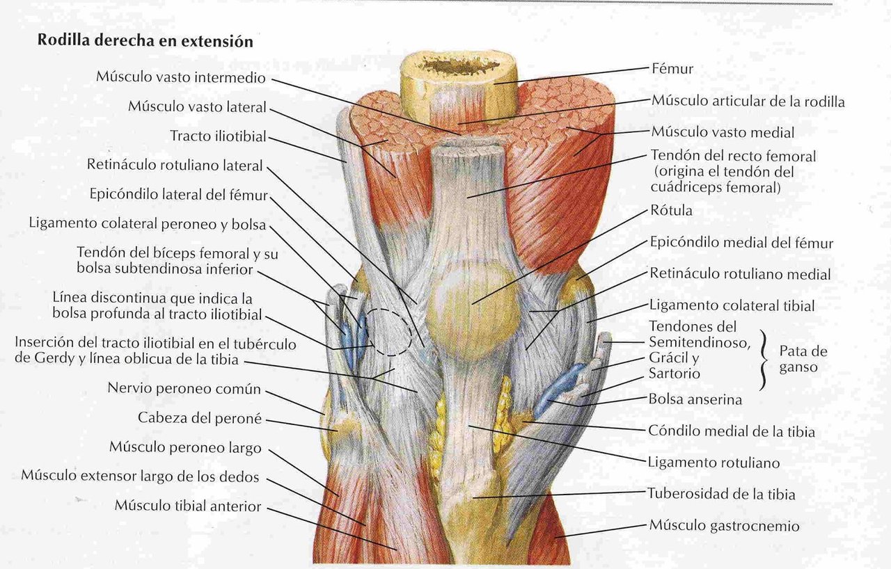 M. Vasto medial