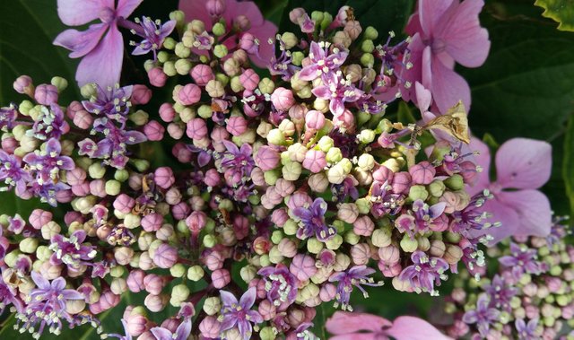 hydrangea.jpg
