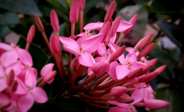DSC_2514b.jpg