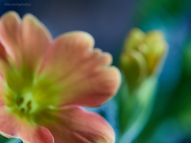 macro 0.jpg