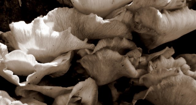 DSC_2855b.jpg