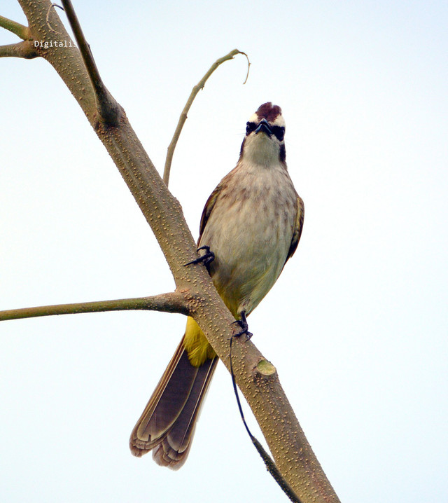 DSC_7778a.JPG