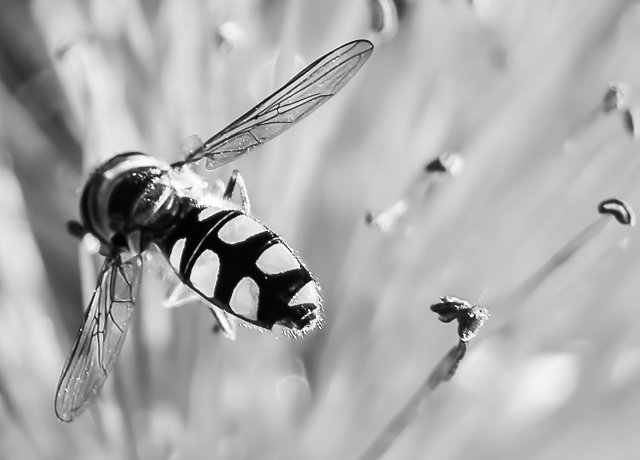 Bee (3).JPG