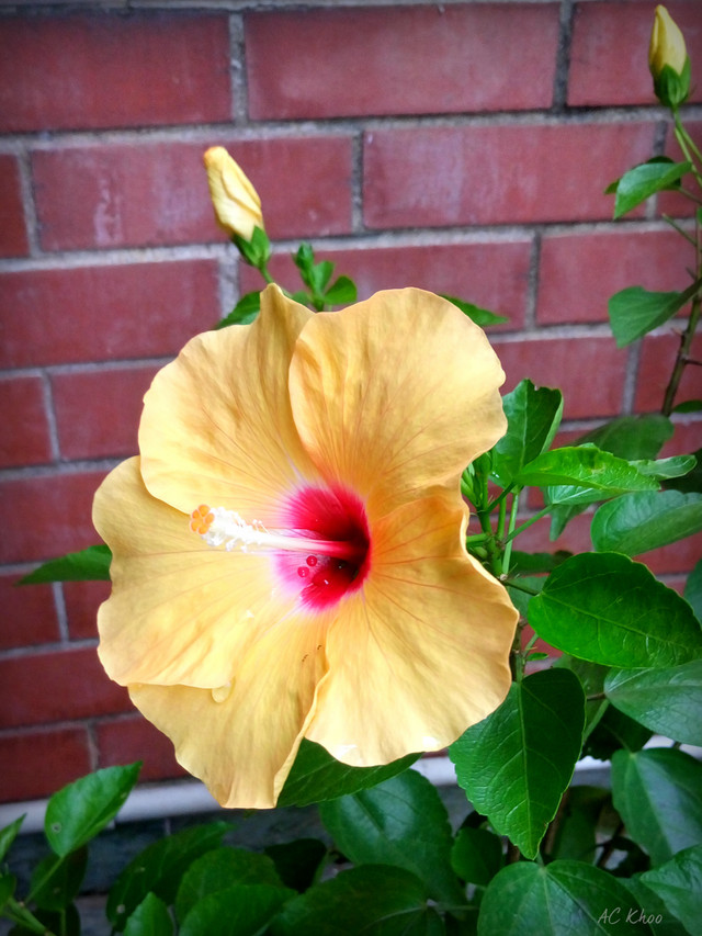 DSC_0311a.JPG