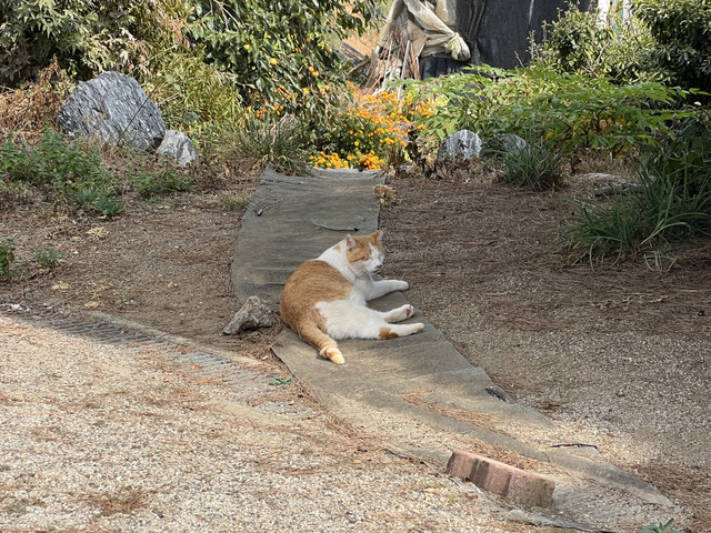 IMG_5448.jpeg