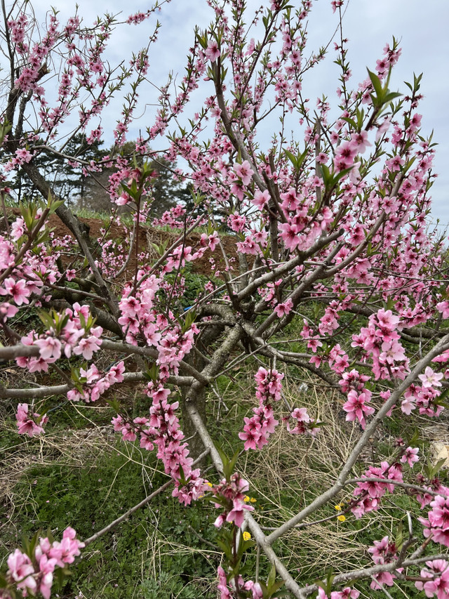 IMG_4516.jpeg