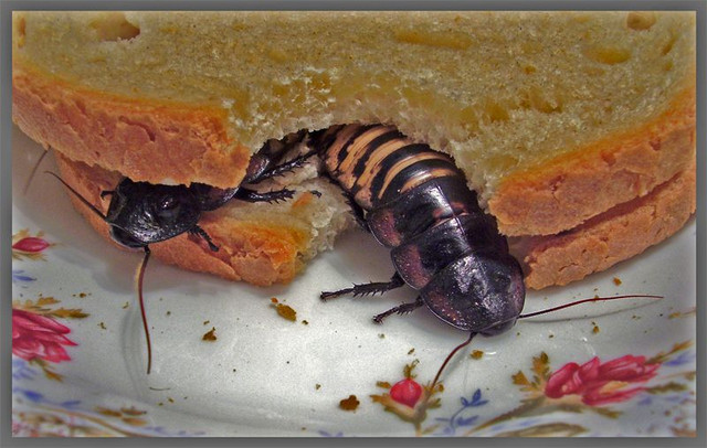 [PHOTO] Karaczan madagaskarski - Gromphadorhina portentosa ...