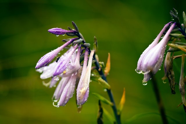 IMG_8387w.jpg