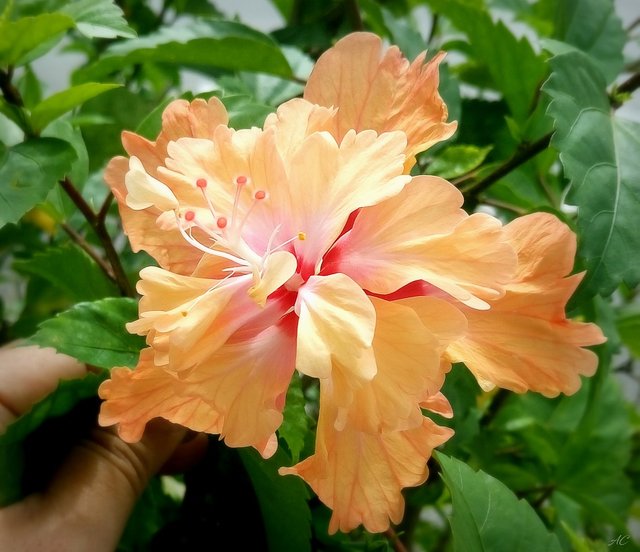 DSC_1237b.jpg
