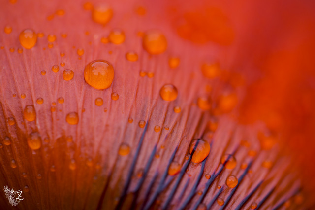 poppydrop.jpg