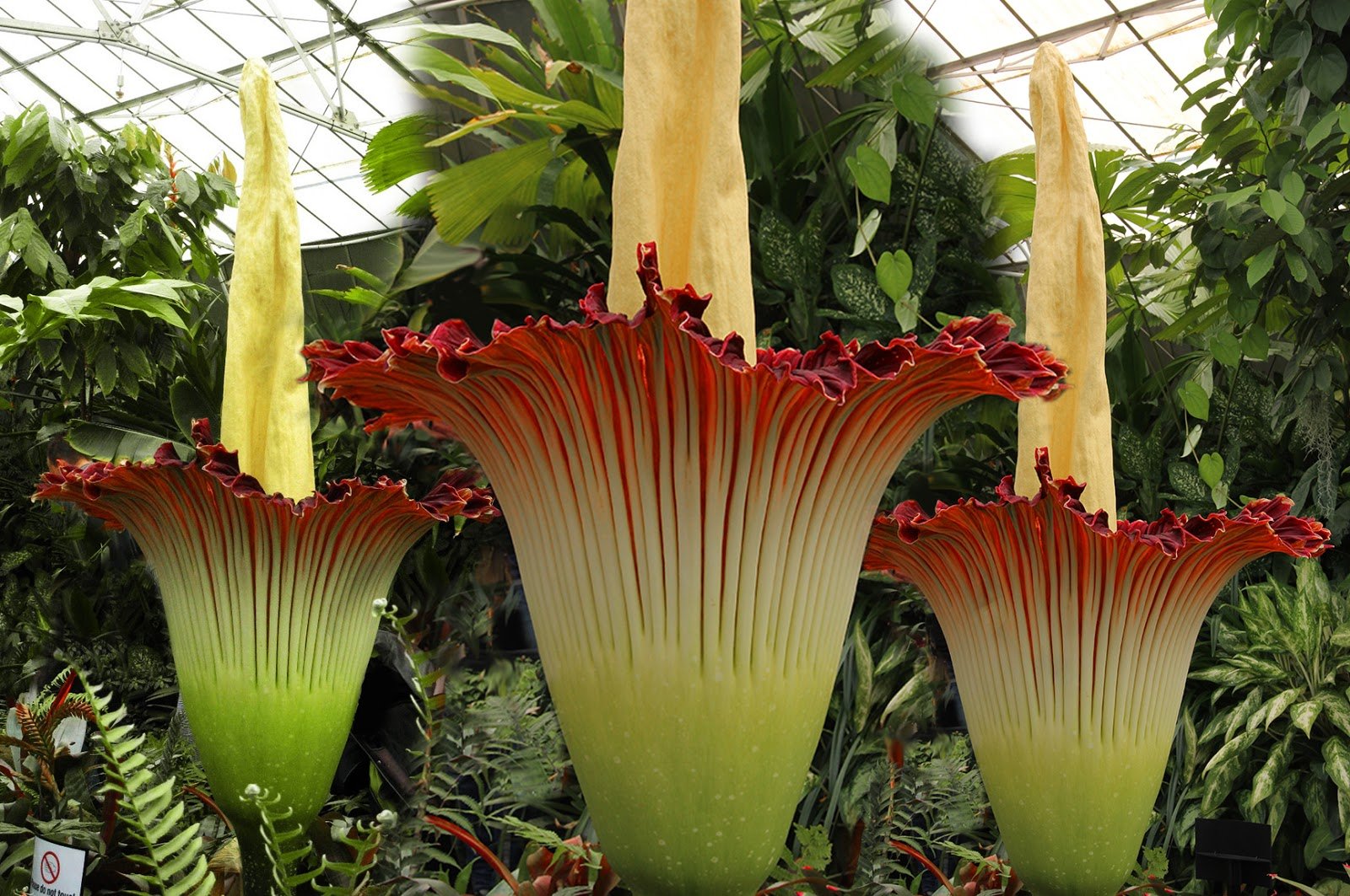 Огромное растение. Аморфофаллус Ривера. Аморфофаллус титанический (Amorphophallus Titanum). Титан Арум (Аморфофаллус титанический). Аморфофаллус титанический цветет.