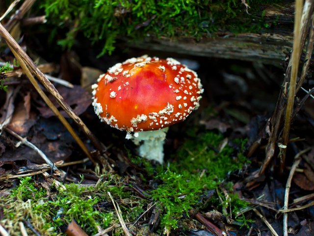 IMG_0892w.jpg