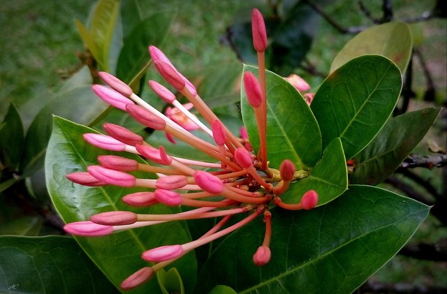 DSC_2516b.jpg
