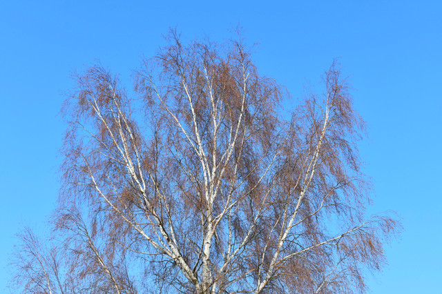 DSC_49733.jpg