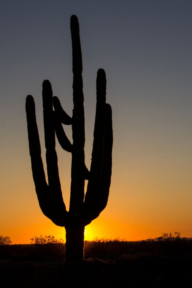 Saguaro_1.jpg